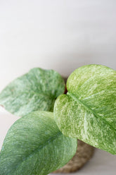Monstera white